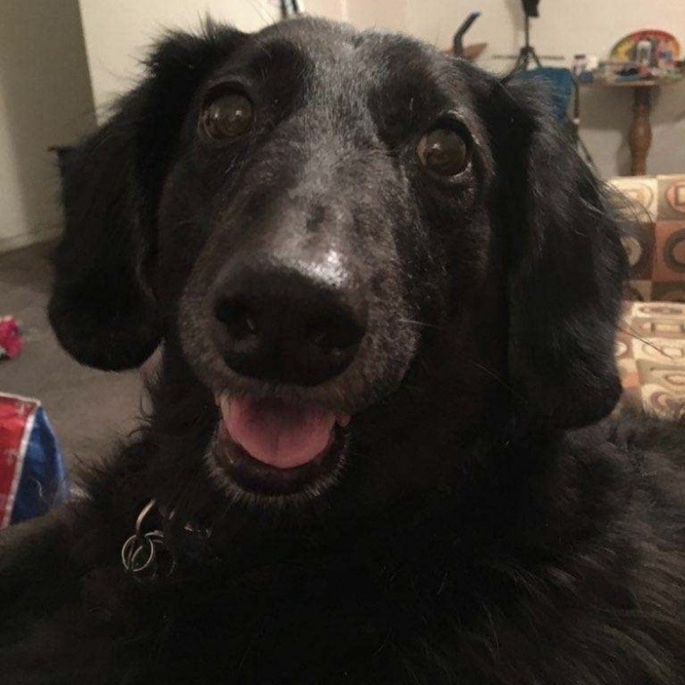 Meet your Posher, Lexi